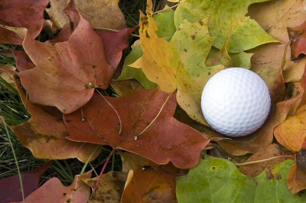 Golf ball among fallen maple leaves (close-up)